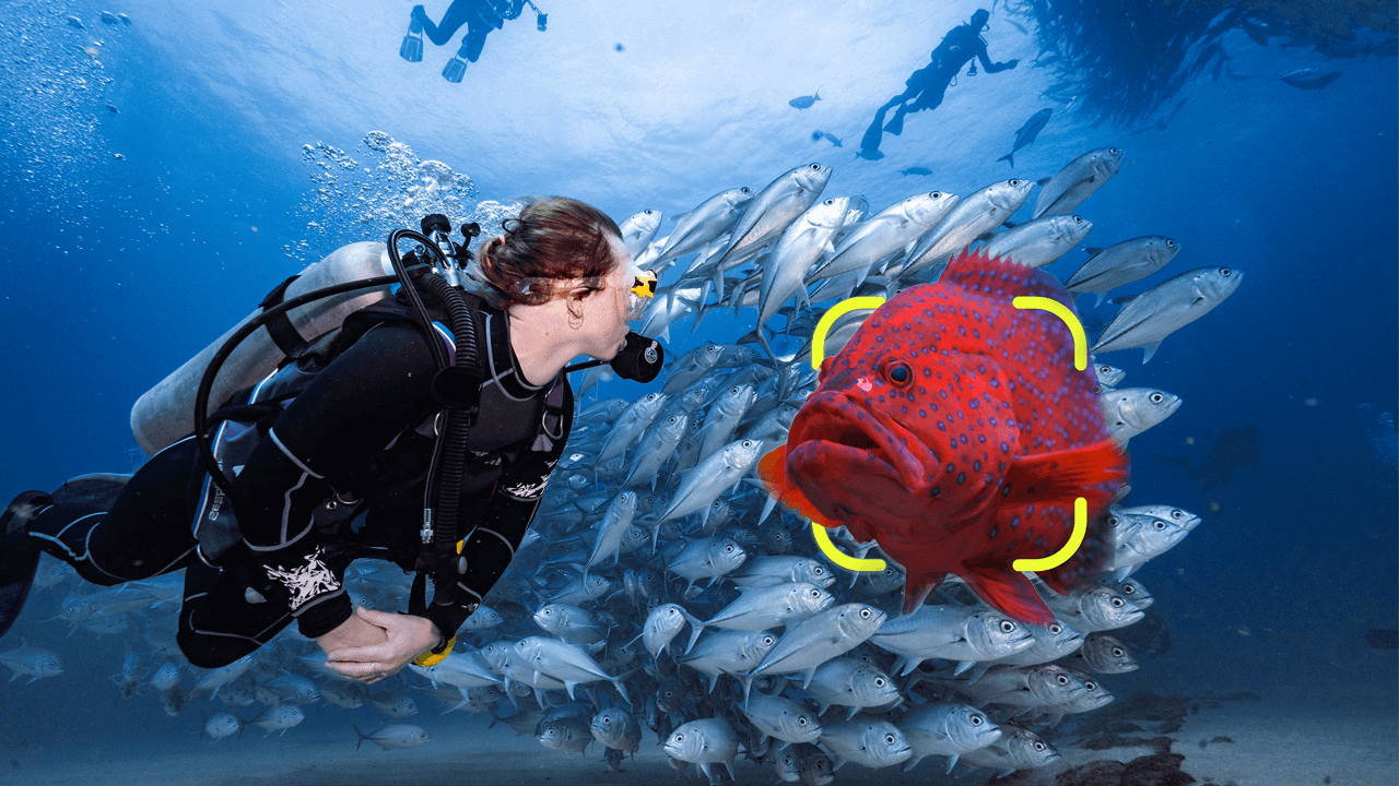 Fish identification in Seabook app