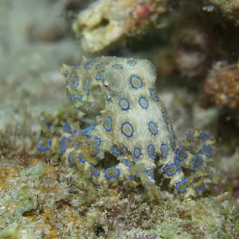 Greater blue-ringed octopus