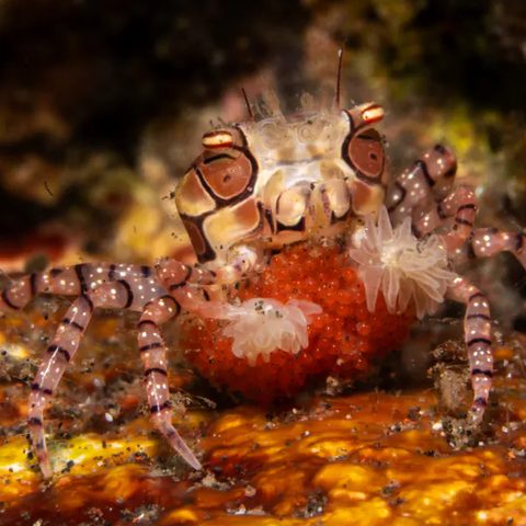 Pom-pom crab